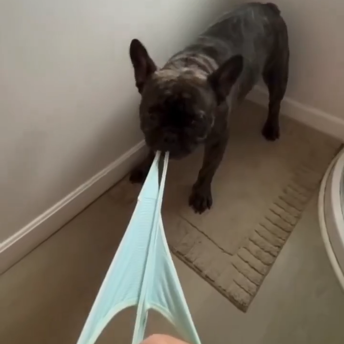 【動画】トイレ中の女子さん、飼い犬にパ○ツを狙われてしまうwwwwwww