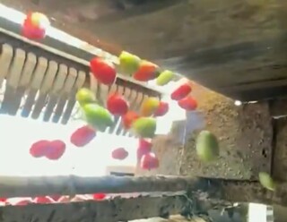 中国のトマト判別機