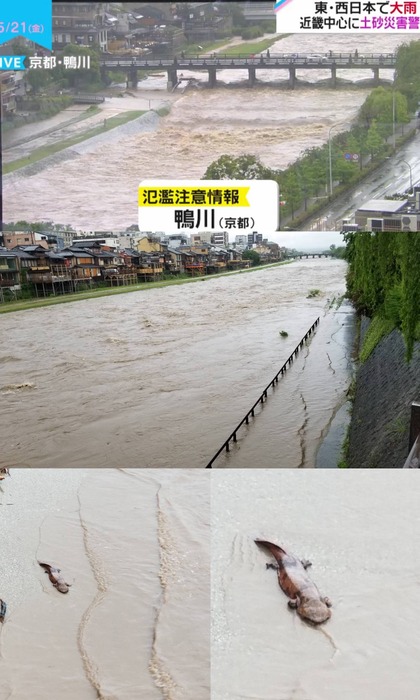 画像 大雨で氾濫ギリギリの鴨川 とんでもないものが流れてきてしまうwwww 女子アナお宝画像速報 5chまとめ 画像 大雨で氾濫ギリギリの鴨川 とんでもないものが流れてきてしまうwwww 女子アナお宝画像速報 5chまとめ