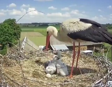 鳥が子供を巣から落とす