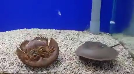 カブトガニがひっくり返ってる