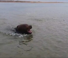 泳いでいる熊