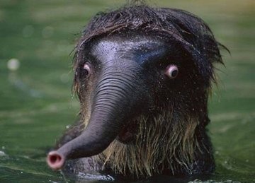 画像 ゾウの赤ちゃん キモ過ぎるwtwtwtwtwtwtwtwtwt 女子アナお宝画像速報 5chまとめ