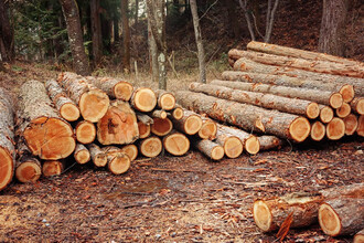 森林を伐採する機械 