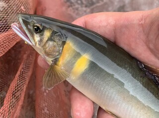 アユ釣り