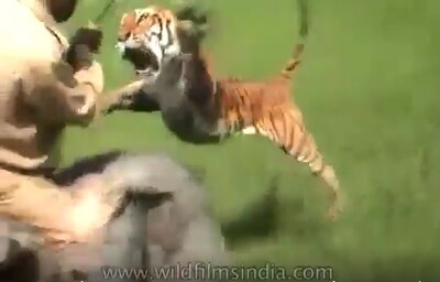 トラが人間を襲っている