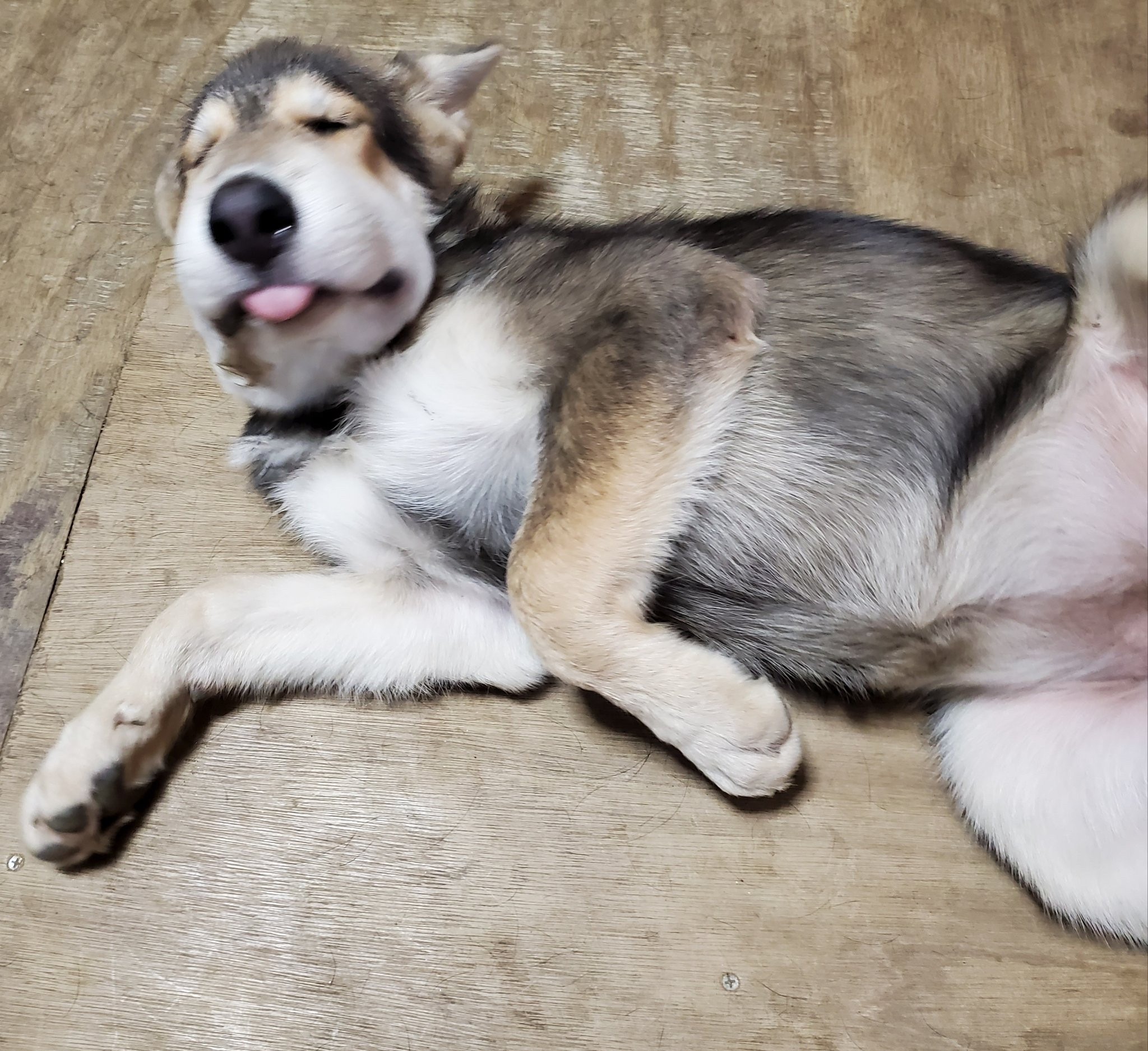 画像 蜂に刺された犬の末路 www 女子アナお宝画像速報 5chまとめ 画像 蜂に刺された犬の末路 www 女子アナお宝画像速報 5chまとめ
