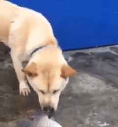 犬が魚に水をかけている