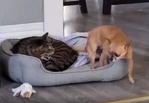 犬と猫