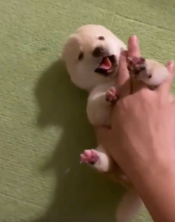 寝落ちした子犬