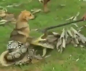 アナコンダに襲われた犬