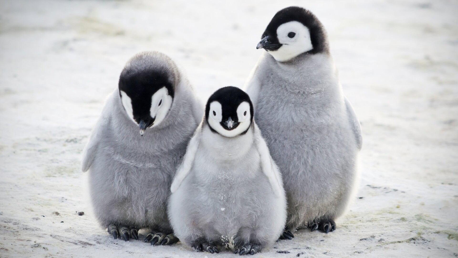 悲報 ペンギンの赤ちゃん かわヨすぎる 女子アナお宝画像速報 5chまとめ