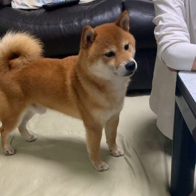 柴犬が暖まってる (1)