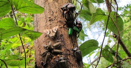 ジャングルに住むカブトムシの幼虫