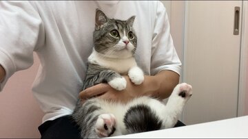 もちまる日記の子猫
