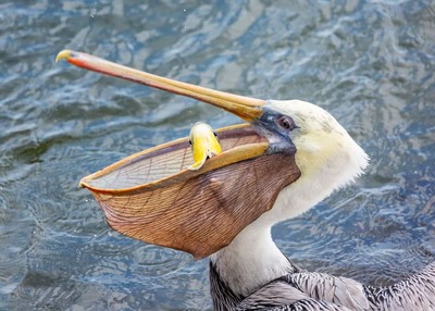 ペリカンが鳩を丸のみ 