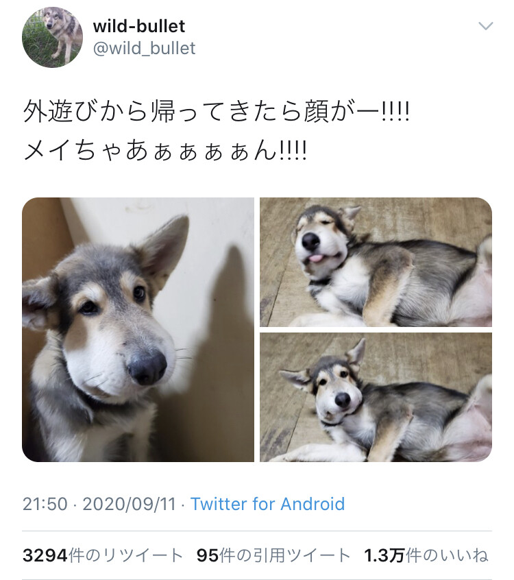 画像 蜂に刺された犬の末路 www 女子アナお宝画像速報 5chまとめ 画像 蜂に刺された犬の末路 www 女子アナお宝画像速報 5chまとめ