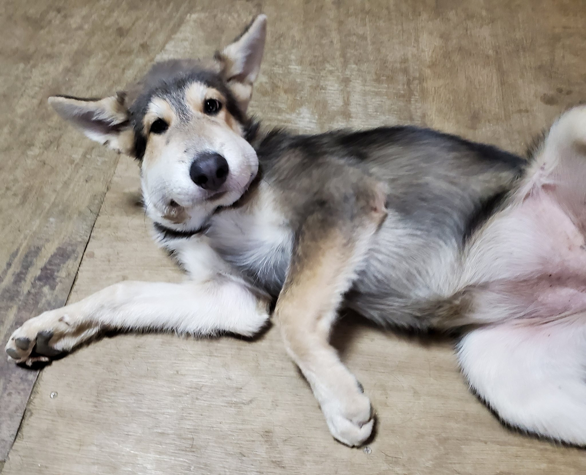 画像 蜂に刺された犬の末路 www 女子アナお宝画像速報 5chまとめ 画像 蜂に刺された犬の末路 www 女子アナお宝画像速報 5chまとめ