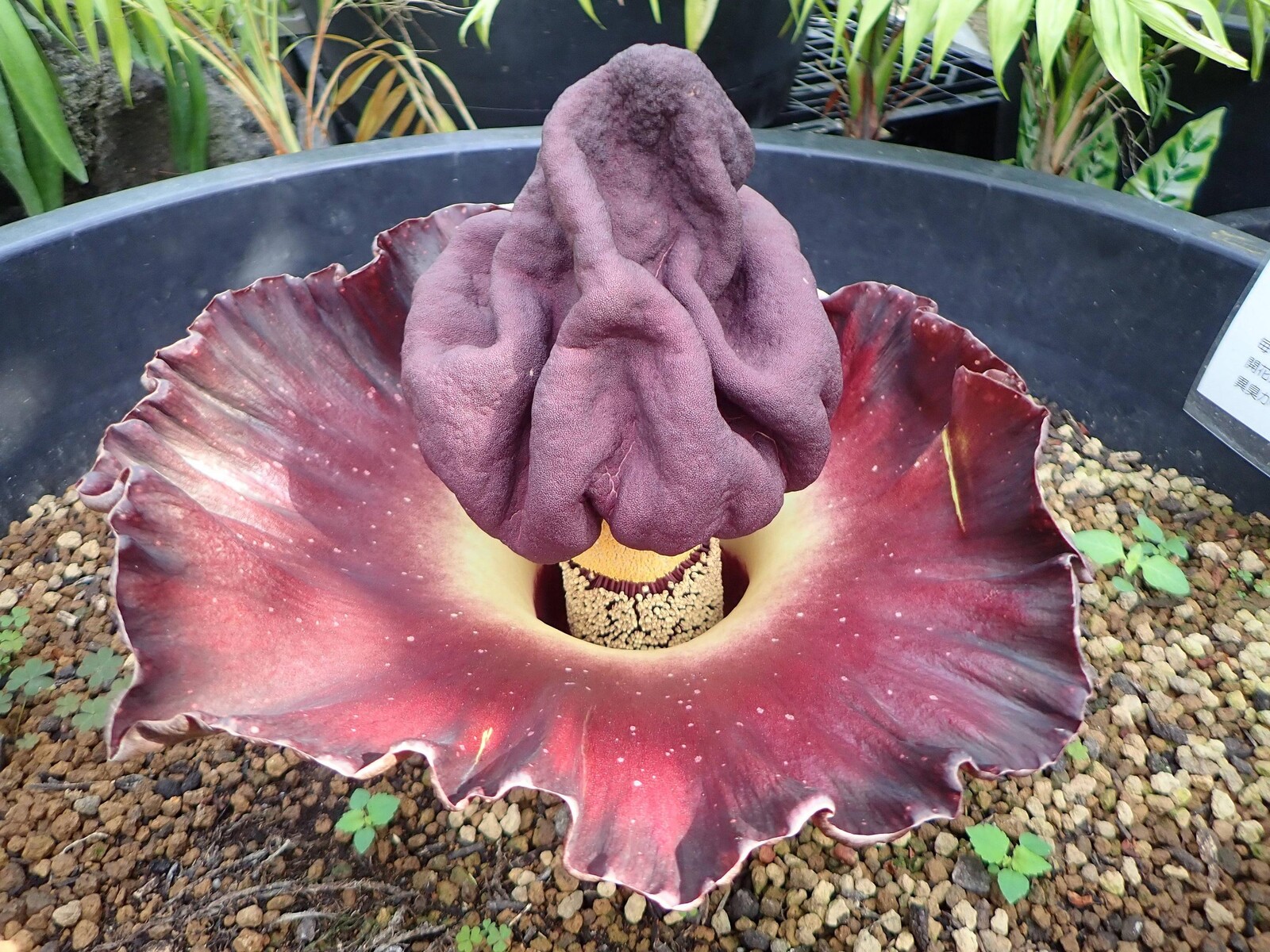 画像 ガチでグロい植物発見される 女子アナお宝画像速報 5chまとめ 画像 ガチでグロい植物発見される 女子アナお宝画像速報 5chまとめ