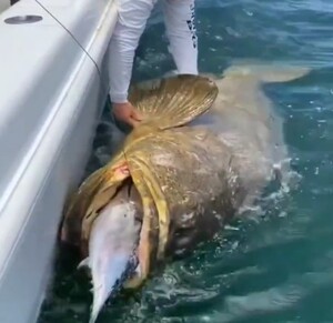 鯉を捕獲