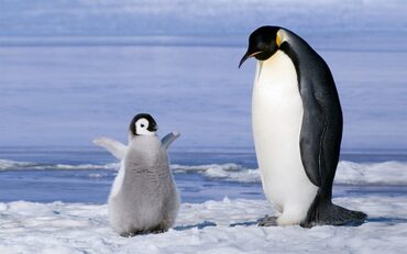 ペンギンの赤ちゃん