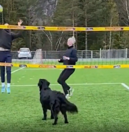 レシーブする犬