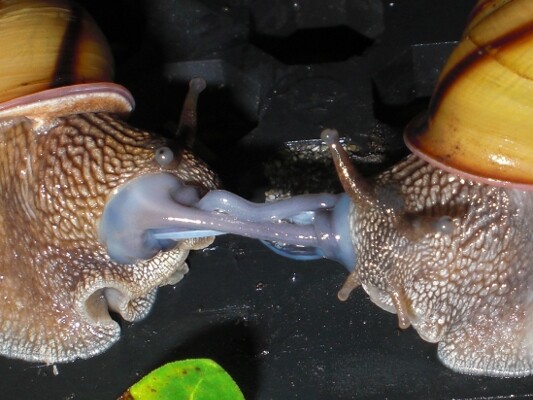 画像 カタツムリの交尾ｗｗｗ 女子アナお宝画像速報 5chまとめ