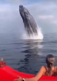 鯨がジャンプ