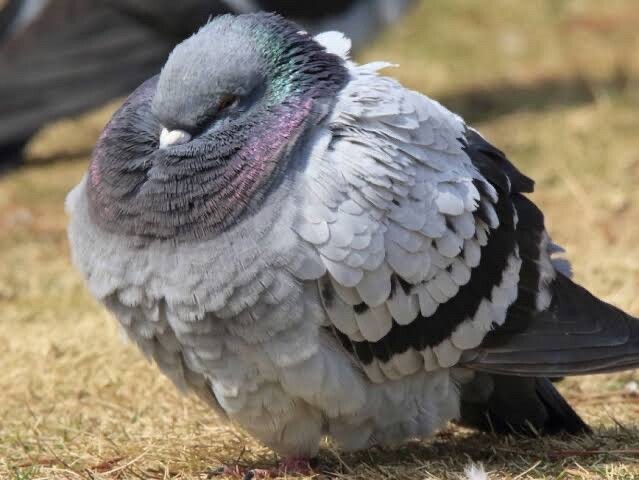 画像 スズメという鳥って可愛いよな 女子アナお宝画像速報 5chまとめ 画像 スズメという鳥って可愛いよな 女子アナお宝画像速報 5chまとめ