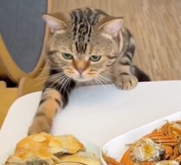 食べ物を盗もうとしている猫