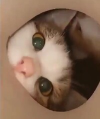 子猫が穴を覗き込んでいる