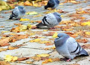 鳩の脚が伸びてる
