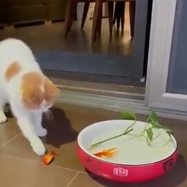 犬と猫と金魚