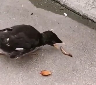 餌を食べようとしている雛鳥