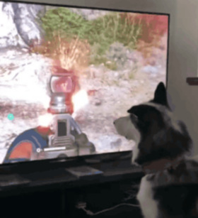 犬が殺される動画