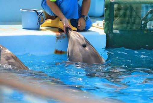 【画像】地上波で映った水族館のお姉さんが可愛いｗｗｗｗｗ