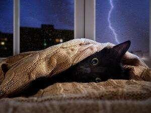 猫に雷が直撃