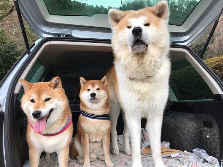 画像 1歳の秋田犬がデカすぎる 日本唯一の大型犬 国の天然記念物 女子アナお宝画像速報 5chまとめ