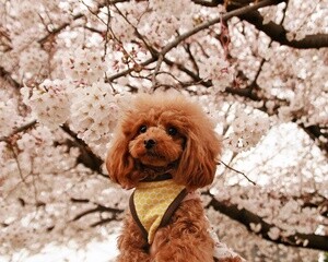 花見をしている犬 