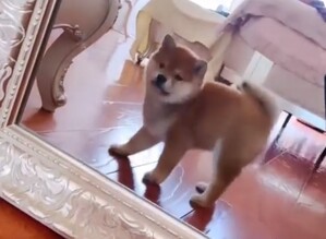 柴犬の尻の穴