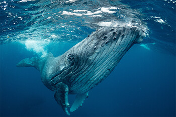 クジラの魚の食べ方