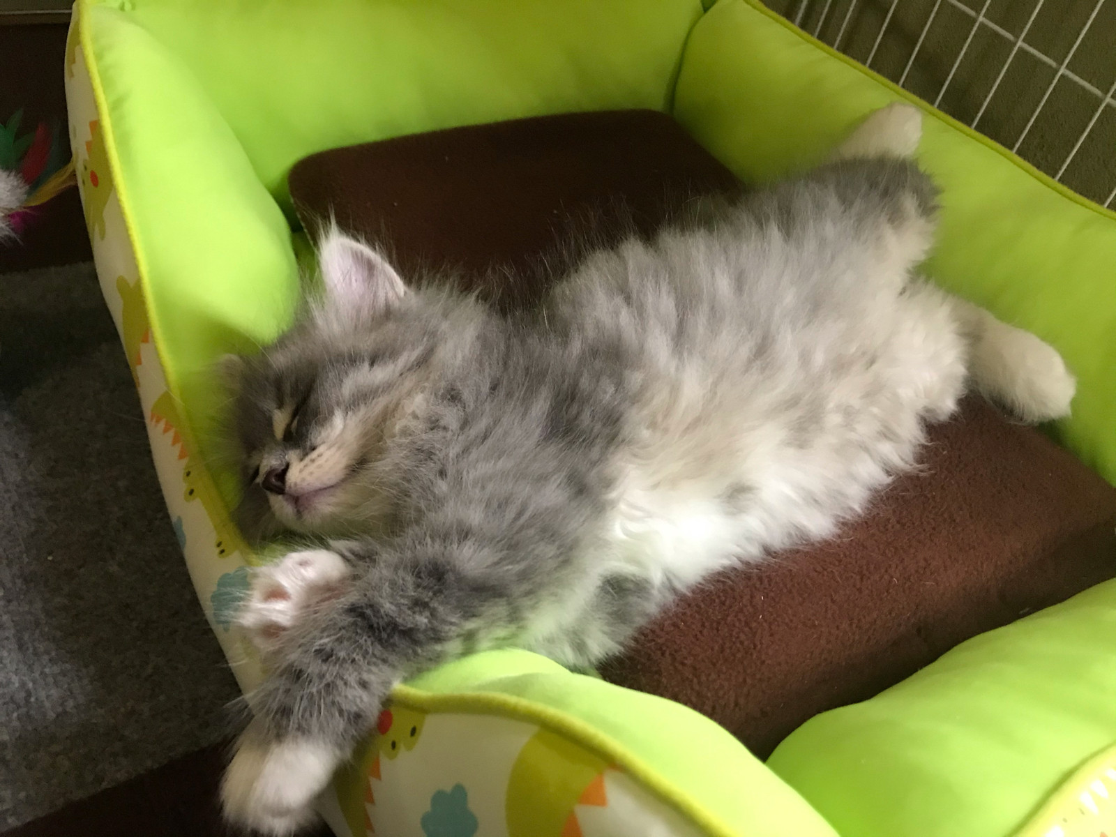 朗報 猫ちゃん 起床する 女子アナお宝画像速報 5chまとめ