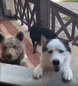 熊と犬