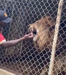 ライオンに指を噛まれる黒人