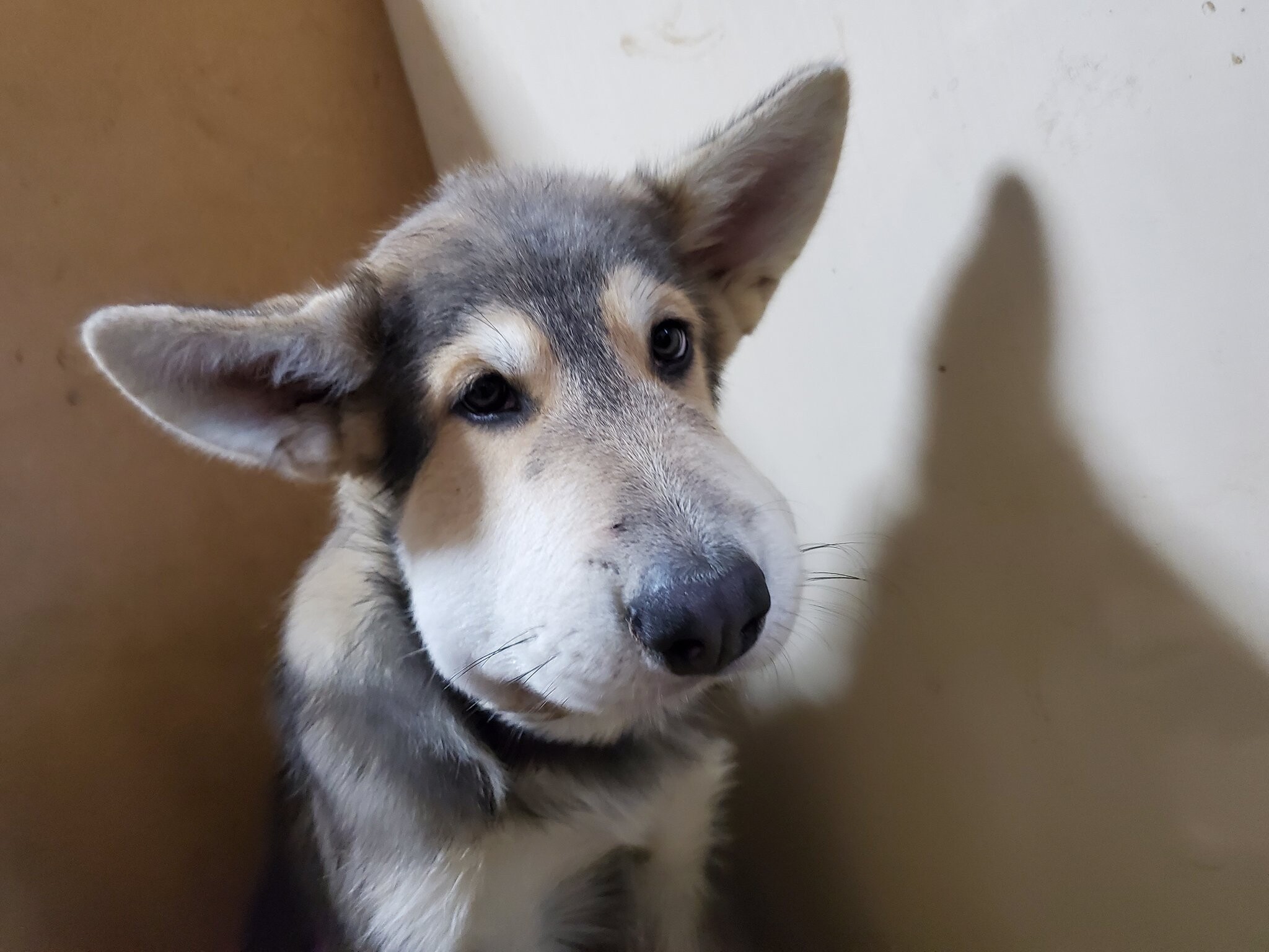 画像 蜂に刺された犬の末路 www 女子アナお宝画像速報 5chまとめ 画像 蜂に刺された犬の末路 www 女子アナお宝画像速報 5chまとめ