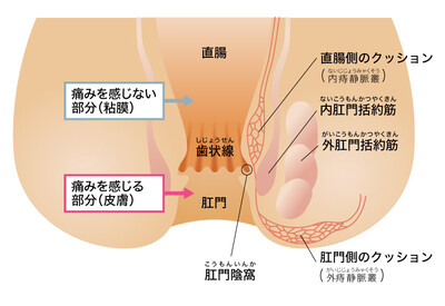 肛門の機能