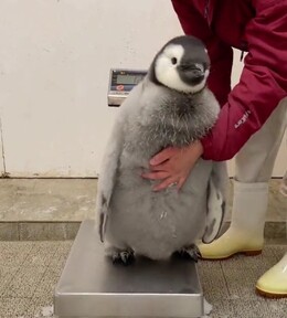 ペンギンの体重測定