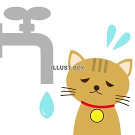 猫が蛇口の水を飲む方法