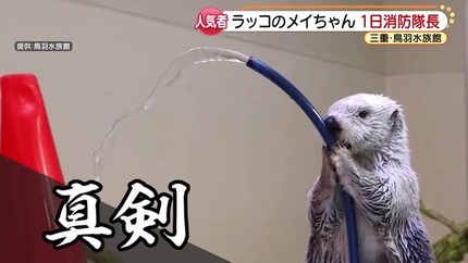 朗報 ラッコ 可愛い 女子アナお宝画像速報 5chまとめ 朗報 ラッコ 可愛い 女子アナお宝画像速報 5chまとめ