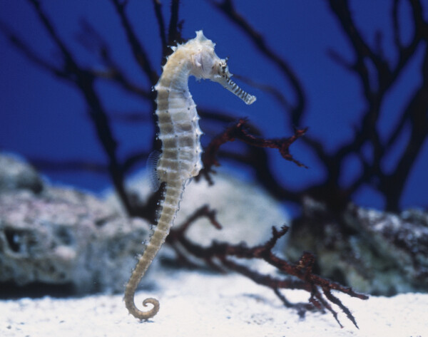 朗報 タツノオトシゴさんの出産 ドスケベ ザ エッチセックス 女子アナお宝画像速報 5chまとめ